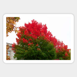 Red green fall trees thanksgiving Magnet